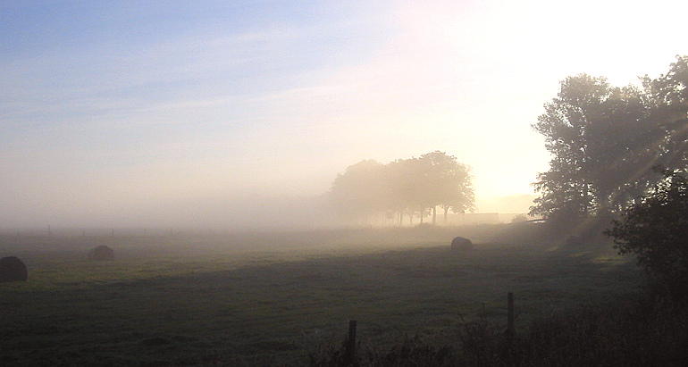 Frühnebel