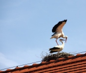 Storch 04.04.
