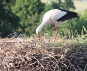 Storch 22.05.