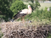 Storch 23.05.