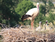 Storch 29.05.