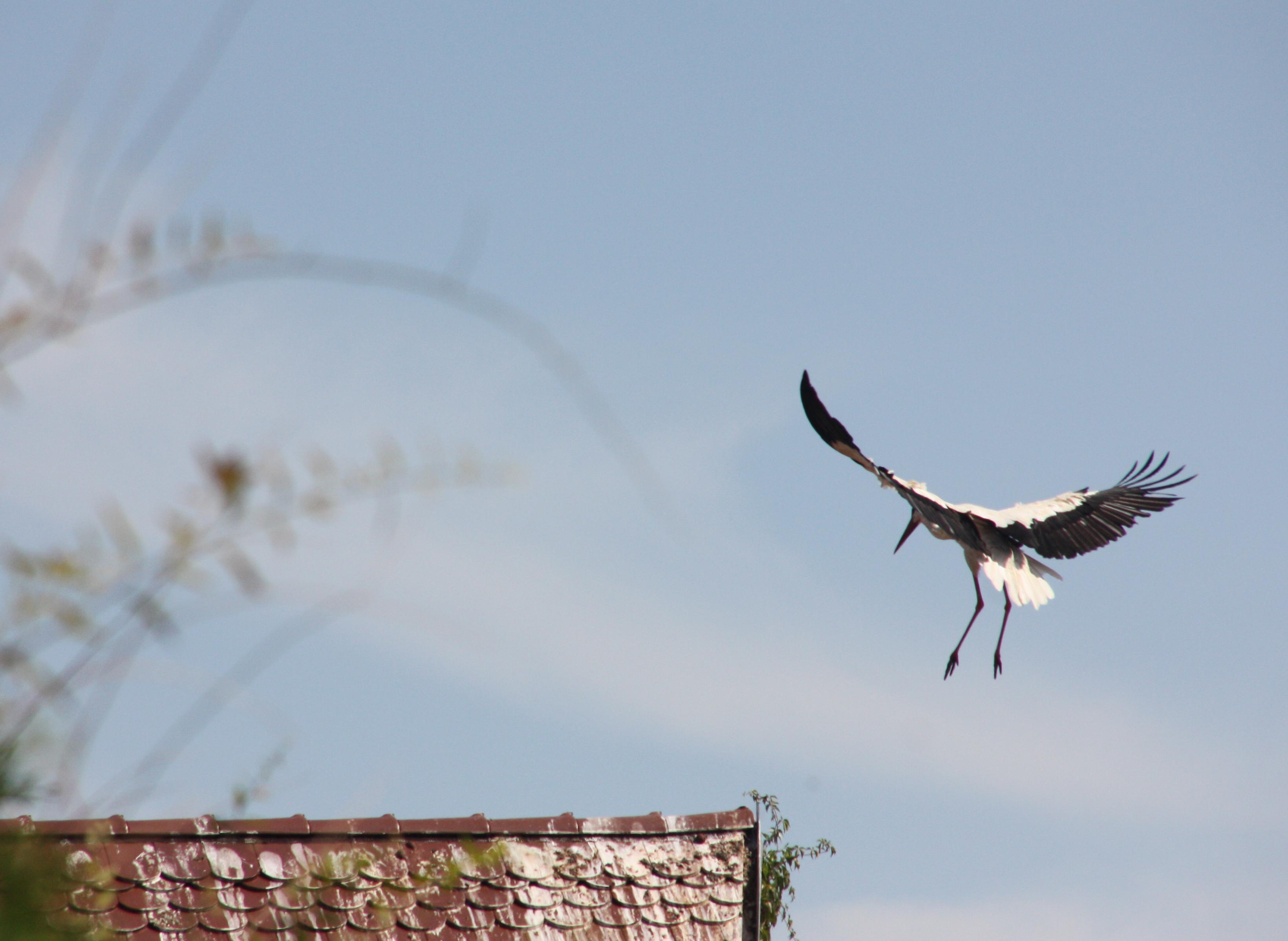 Anflug Ruheplatz