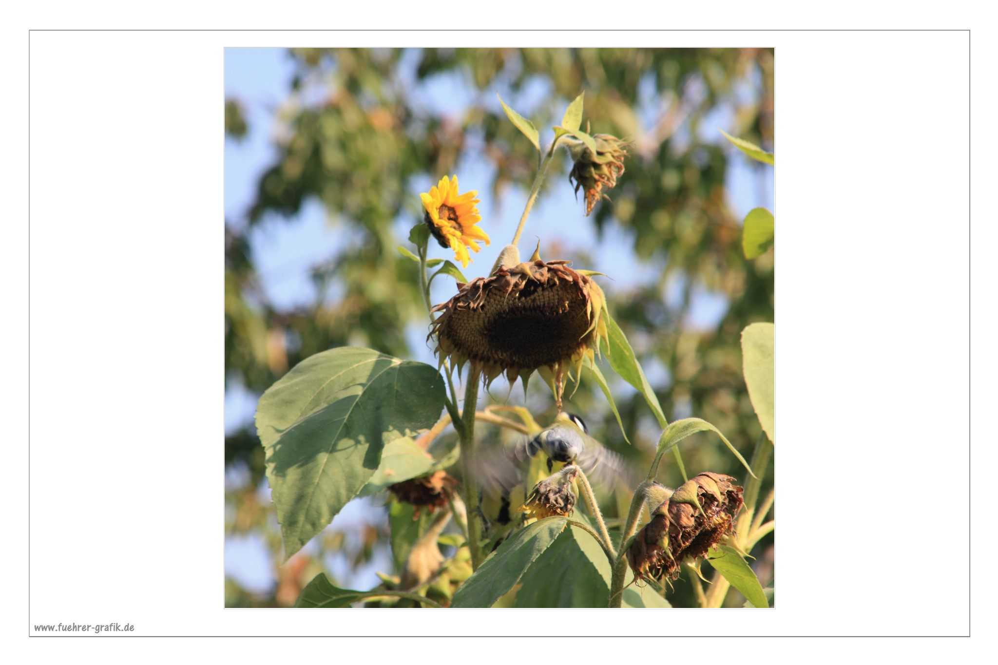 Herbstliche Impressionen