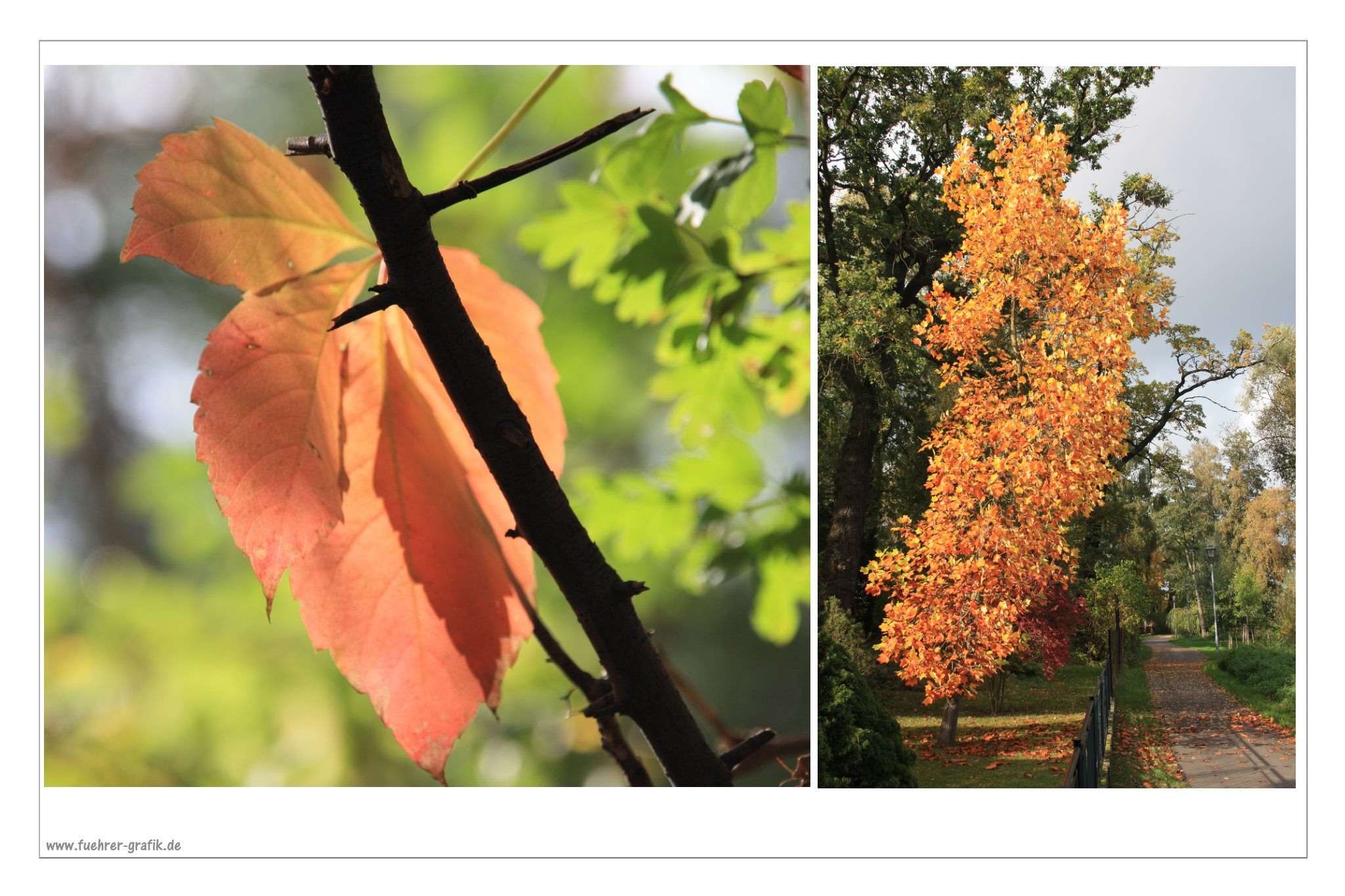 Herbstliche Impressionen