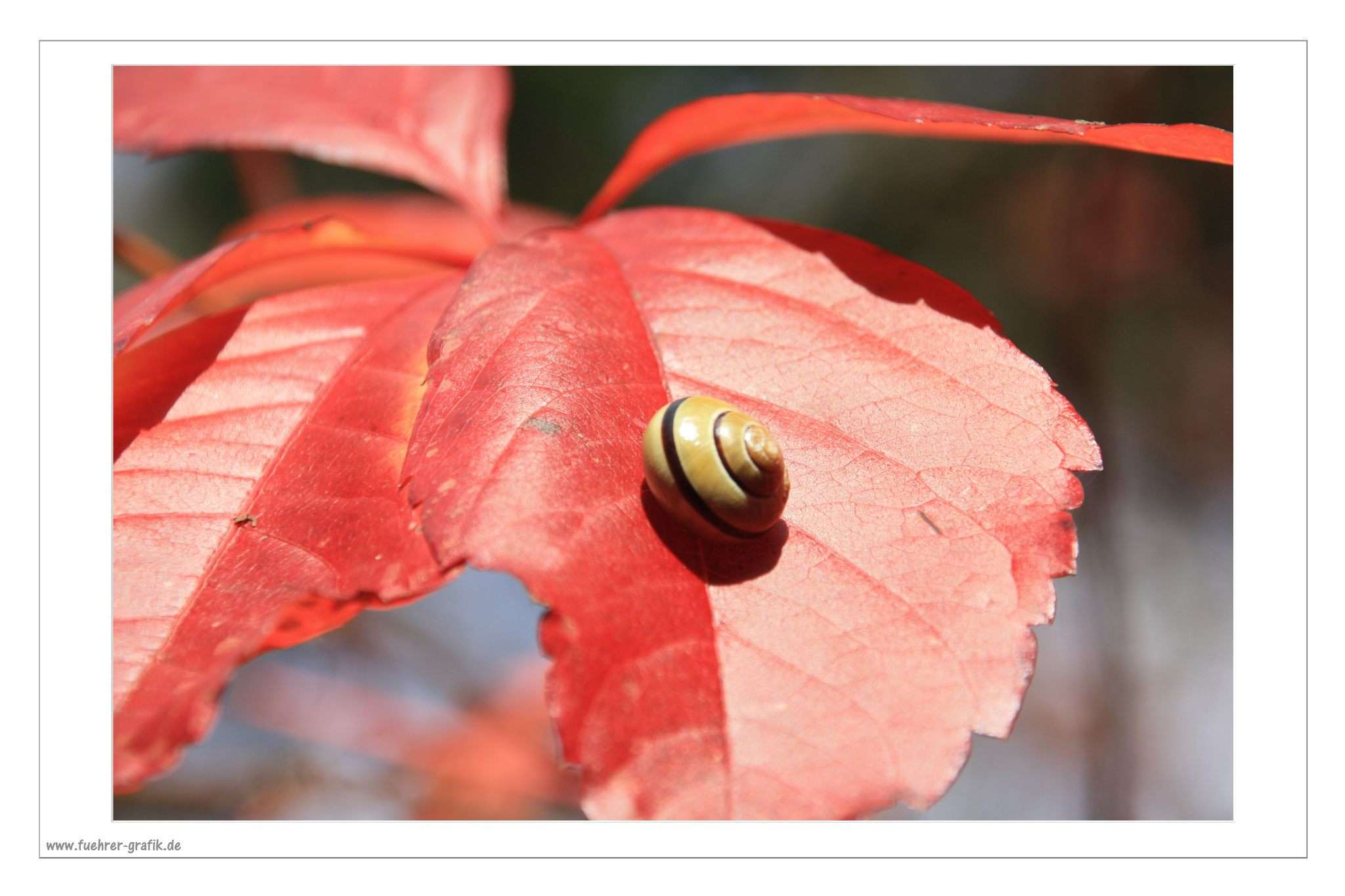 Herbstliche Impressionen