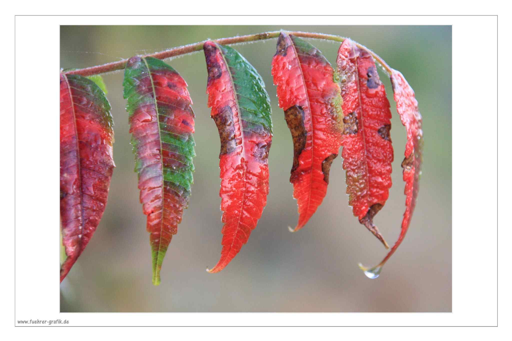 Herbstliche Impressionen