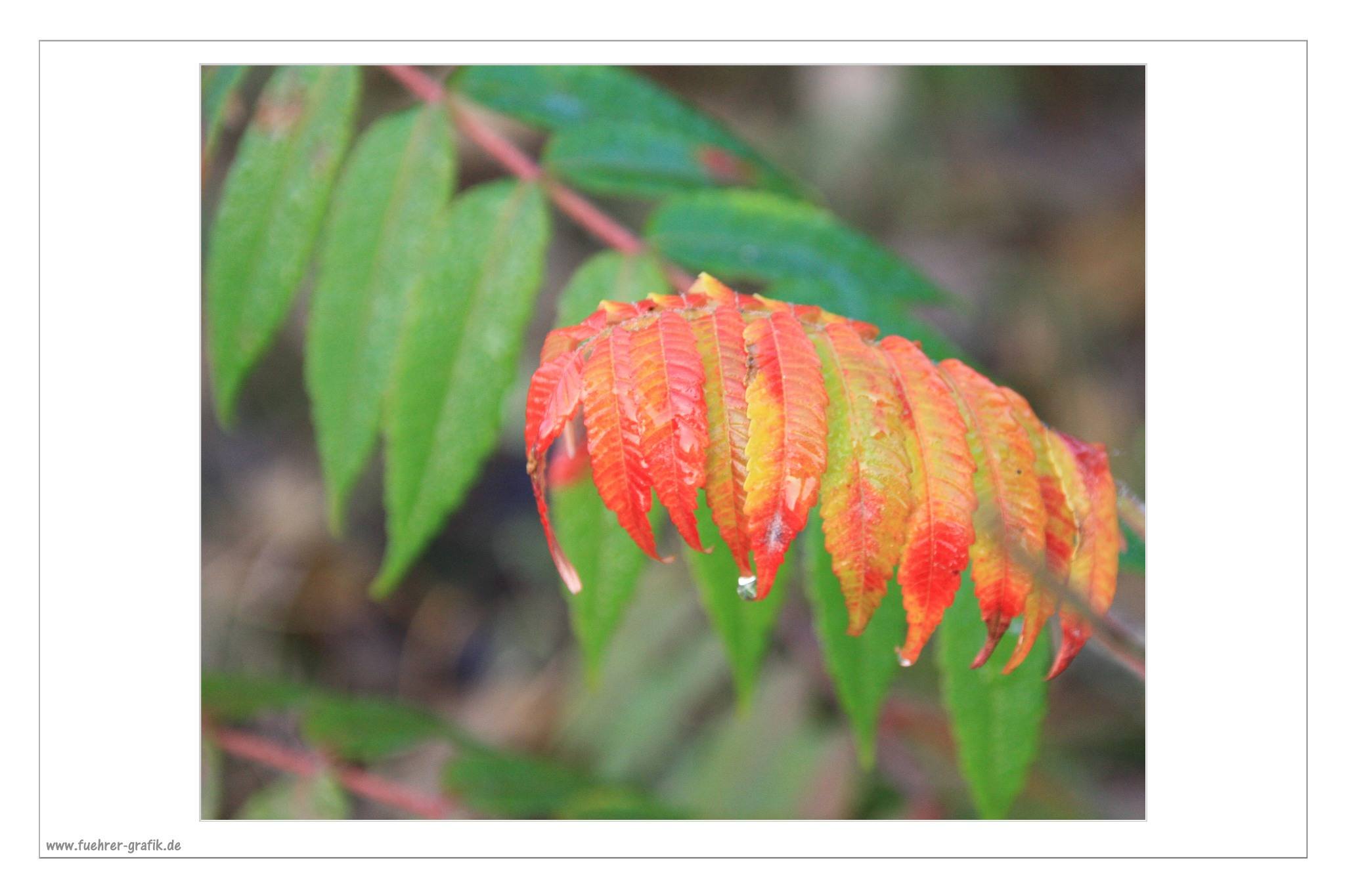 Herbstliche Impressionen