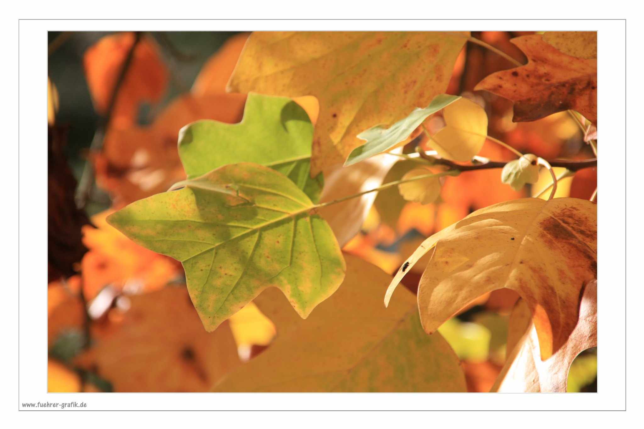 Herbstliche Impressionen