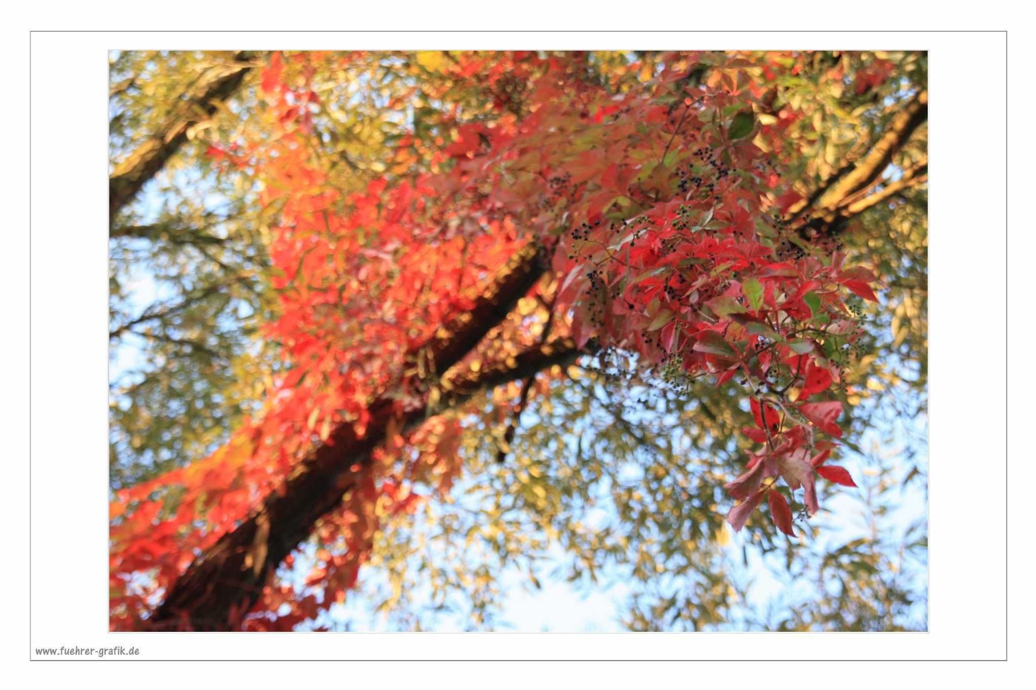 Herbstliche Impressionen