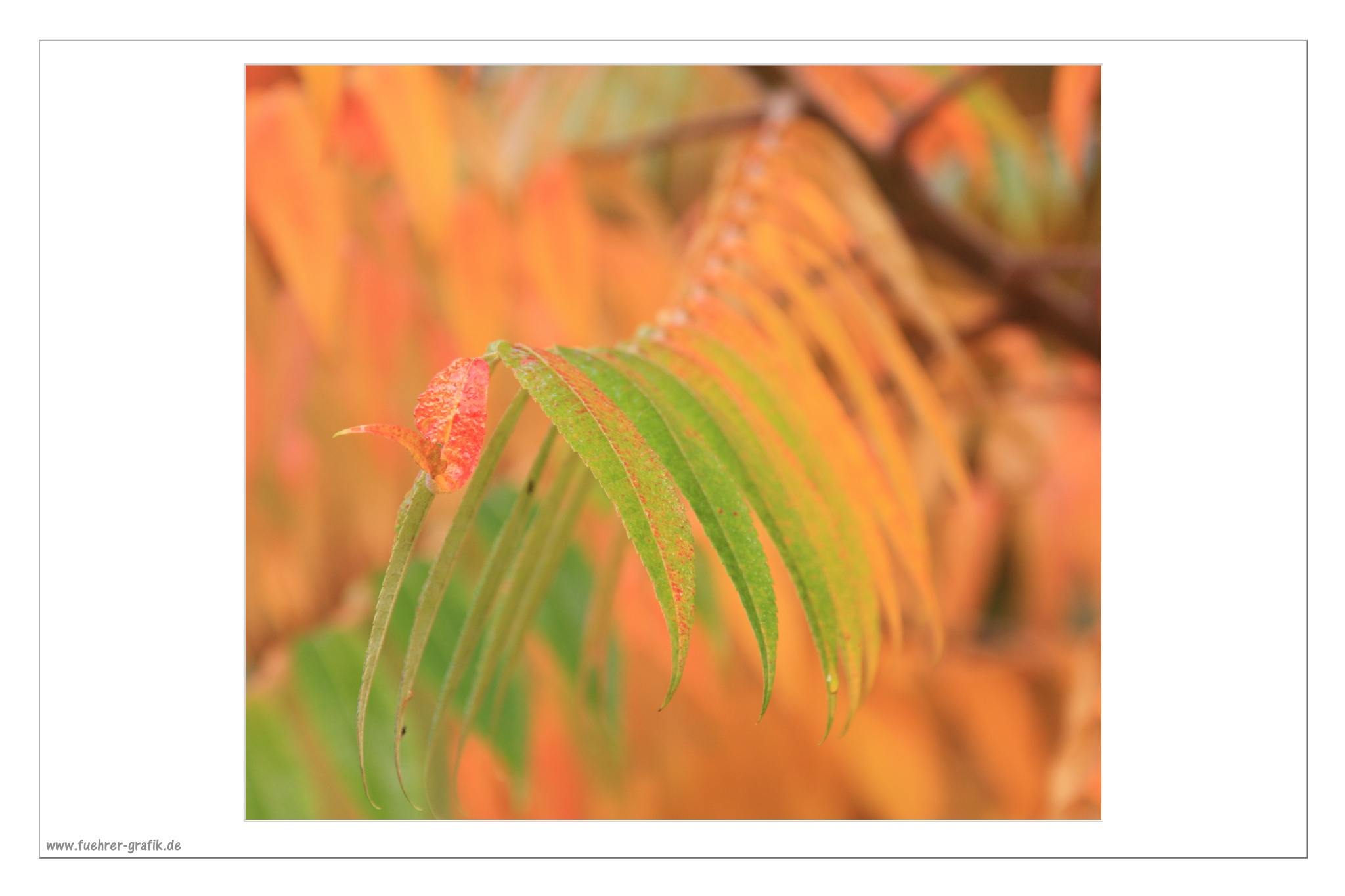 Herbstliche Impressionen