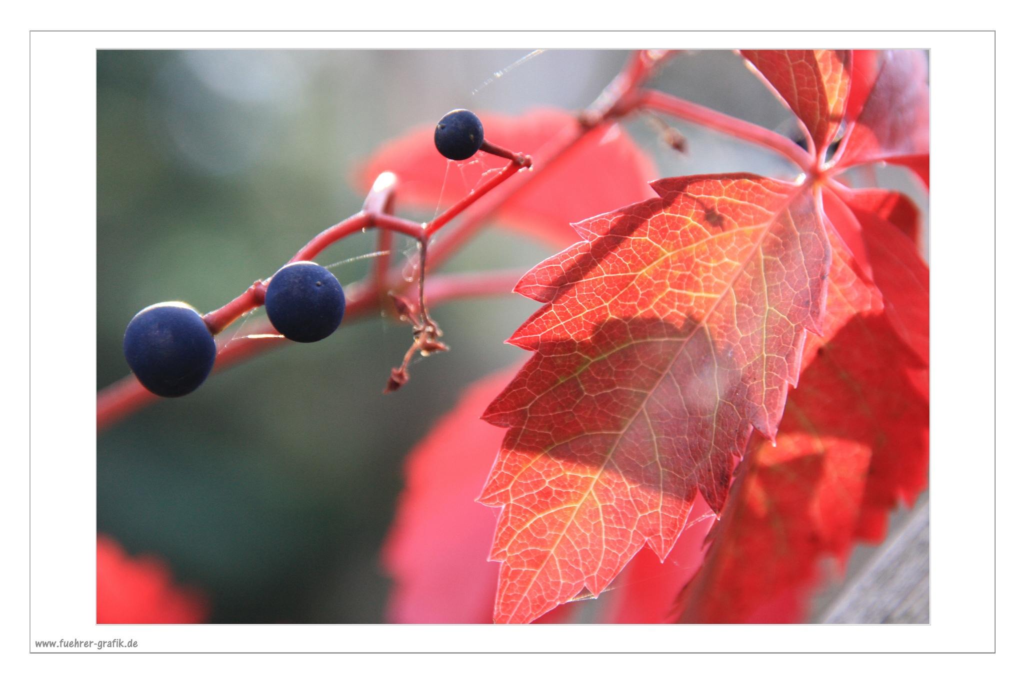 Herbstliche Impressionen