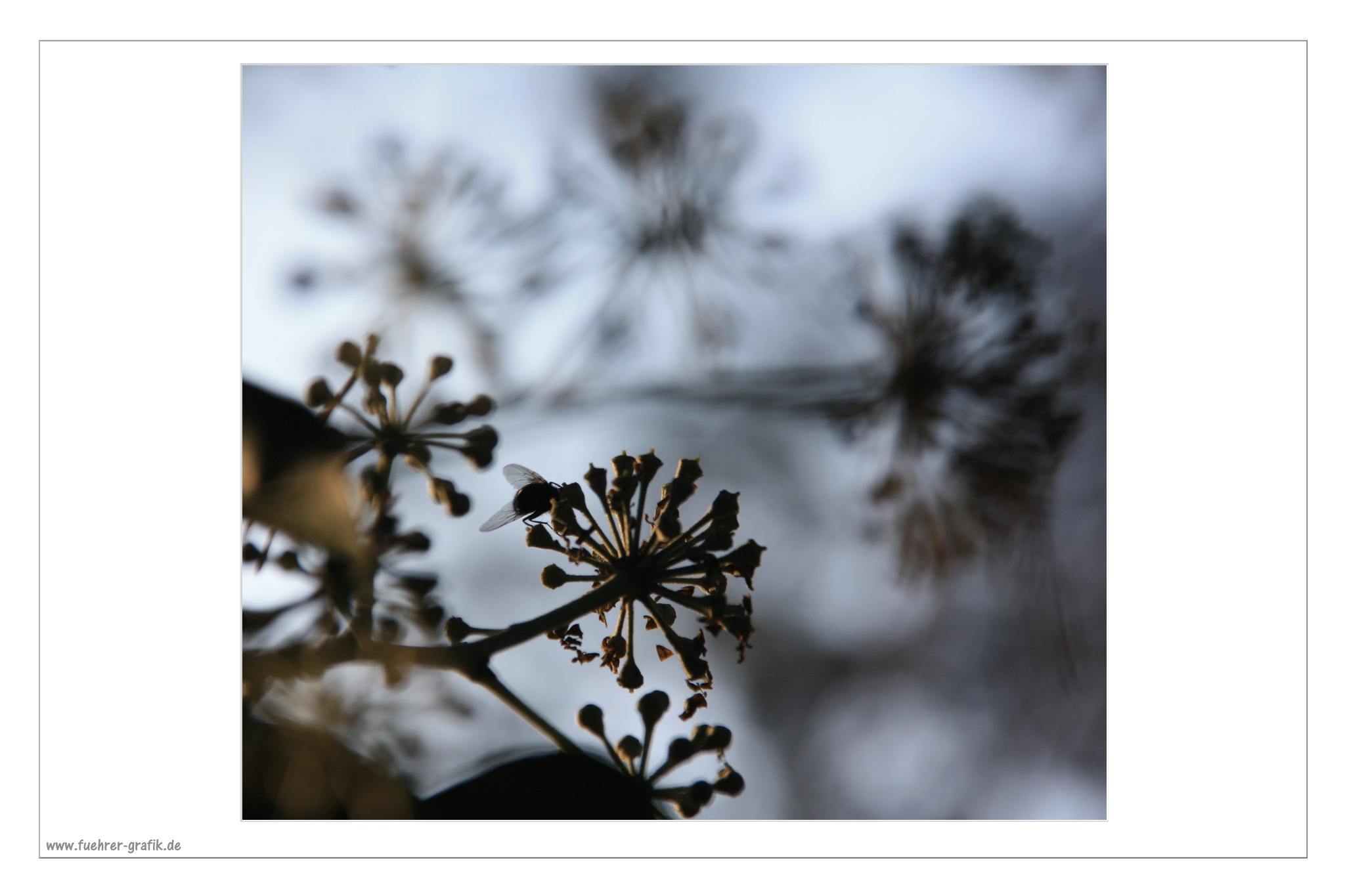 Herbstliche Impressionen