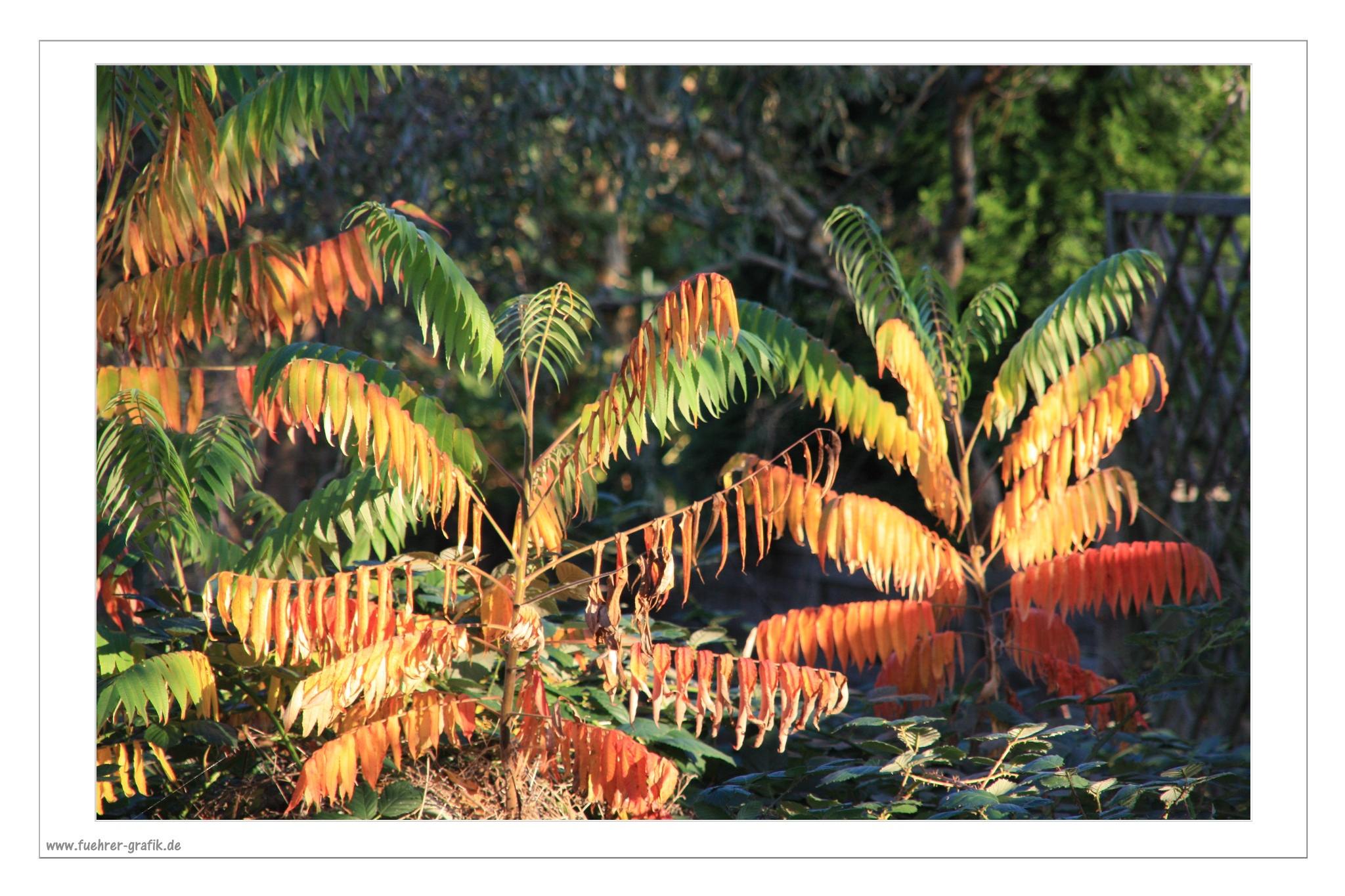 Herbstliche Impressionen