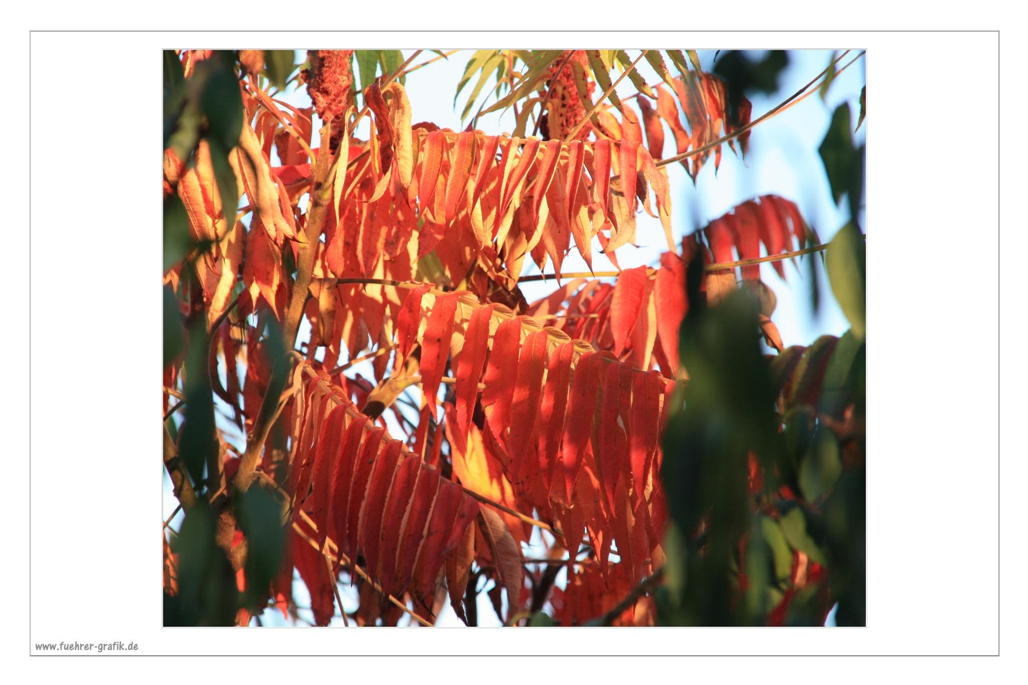 Herbstliche Impressionen