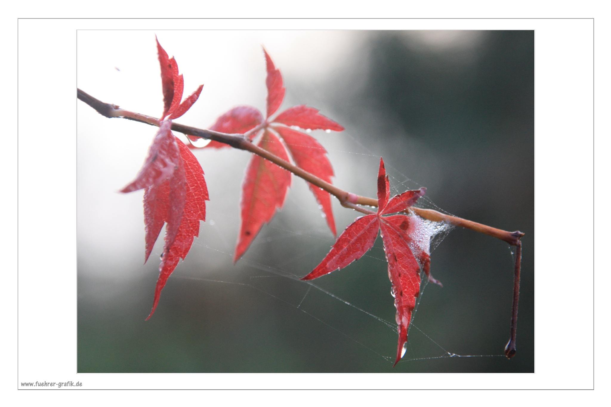 Herbstliche Impressionen