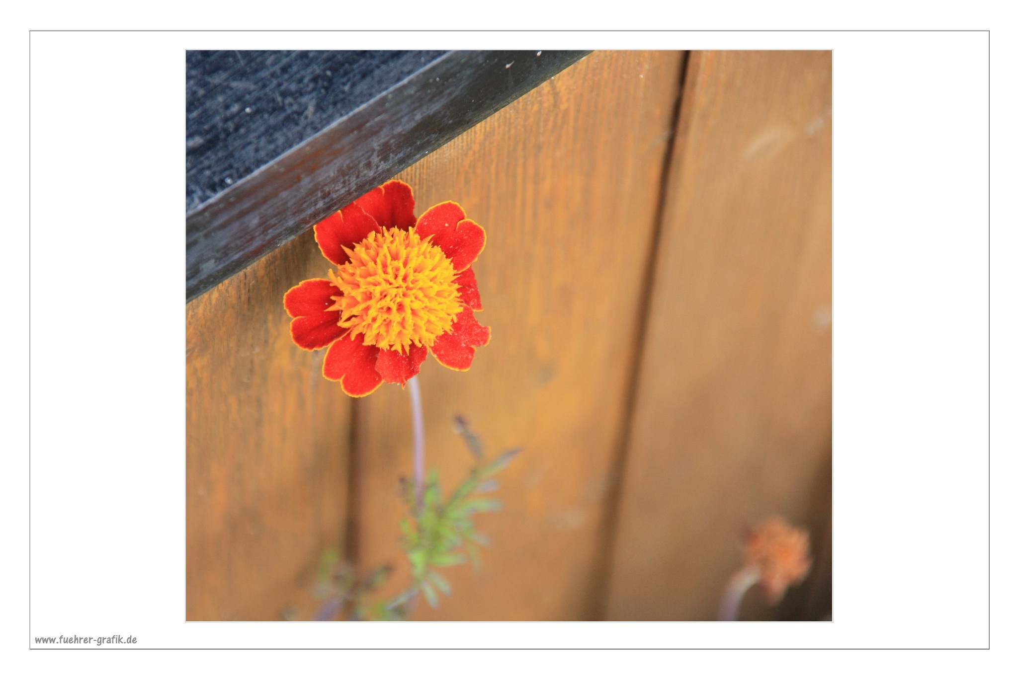 Herbstliche Impressionen